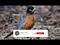 american robin bird song sound 2hours natural sound of singing birds