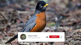 American Robin Bird Song Sound 2Hours Natural sound of singing birds