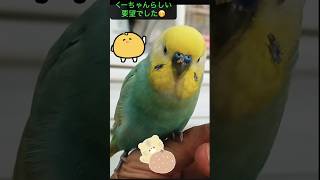 自由に皮を着て寝たい‥と言うインコ🐥関西弁のくーちゃん🐥#インコお喋り #インコ #癒し #関西弁のくーちゃん#セキセイインコ