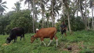 suasana ternak sapi Bali  #viral#subcriber#like#coment#sapijantansuper#cow