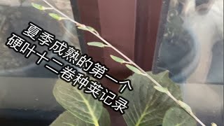 夏季采收的一个十二卷多肉种荚\u0026多肉拍最高成交价