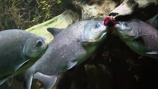 Zoo Zürich: Fütterung der Schwarzen Pacus