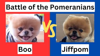 BOO VS JIFFPOM: Battle of The Cutest Pomeranians 🐶