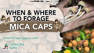 When \u0026 Where To Forage Mica Caps