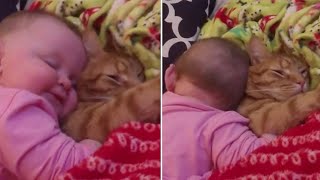 Sweet kitten lets baby adorably cuddle with her