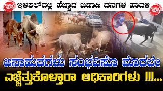 ILKALCMC | CATTLE PLAGUE | PROBLEMS ಇಳಕಲ್‌ದಲ್ಲಿ ಹೆಚ್ಚಾದ ಬಿಡಾಡಿ ದನಗಳ ಹಾವಳಿ : ಆತಂಕದಲ್ಲಿ ಸಾರ್ವಜನಿಕರು