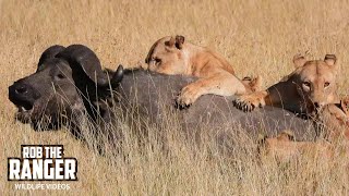 Lions Pride Catch A Buffalo | Maasai Mara Safari | Zebra Plains