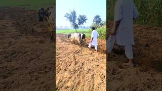 Bull-Powered Traditional Farming Organization #zindadilpunjab @zindadilpunjab