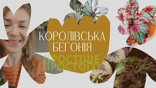 КОРОЛІВСЬКА БЕГОНІЯ:розмноження листочком та догляд.+огляд моїх красунь.