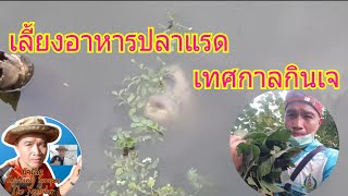 ชมธรรมชาติกับน้าเล็ก#: อาหารปลาแรด ด้วยใบมัลเบอร์รี่