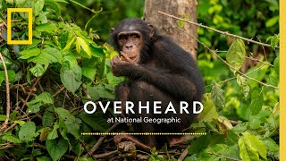 The Next Generation's Champion of Chimps | Podcast | Overheard at National Geographic