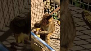 Monkey Eating #monkey #monkeys #monkeybaby #monkeyvideo #shorts #viral #youtubeshorts #ytshort