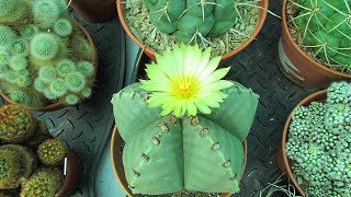 My Astrophytum Myriostigma Var. Nudum Cactus with a beautiful Flower