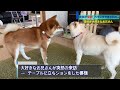 【おもしろ動画】どうでもいい柴犬の日常ニュース　パート6 interesting video daily news of shiba inu that doesn t matter part 6