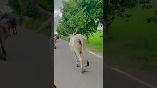 हम दोनो भाई बालकपन में गऊ चराया करते । रागनी #raagni #haryanviraagni #desi #villagers #cow