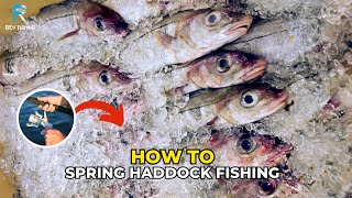 Haddock Fishing - How to Spring Haddock Fish