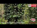 4 Acres agricultural land for sale in Agali, Attappady - SHAS PB 2916