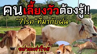 คนเลี้ยงวัวต้องรู้!โรค7ชนิดที่มักเกิดกับวัวในฤดูฝน#บ่าวอั๋นchannel