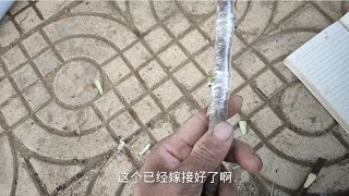 无花果通过嫁接实现1树2果，甚至n种果，教程已发，轻松自由定制