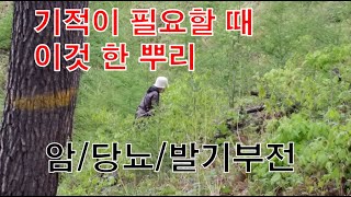 장뇌삼 뇌두 먹어도 된다??? 산삼이 좋은 이유=항암/발기부전/당뇨/고혈압/면역력 /장뇌삼과 산양삼/사포닌덩어리//유사인터페론(항암)//유사인슐린(당뇨)//리그닌(간기능개선)