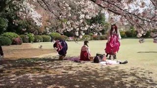 新緑の新宿御苑　ポカポカ陽気でお散歩日和　２０１６．４．１２　 Shinjuku Gyoen Tokyo Japan