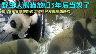 5岁野生大熊猫病倒在路边，被救助放归野外，3年后平安产仔#大熊猫唐唐#panda #fubao