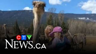 Bird flu concerns prompt order to kill hundreds of ostriches at B.C. farm