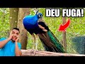 Fui prender o pavão e ele fugiu | Despedida | Chocando Ovos de Nagasaki  | Aves Recriar