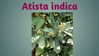 Atista indica - An Indian Homoepathic Drug