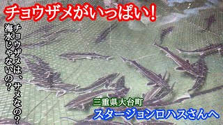 三重県内で、チョウザメの養殖をされている施設におじゃましました！