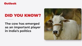 Cow Politics vital to Lok Sabha Elections 2019?