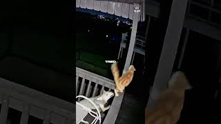 Never ever declaw your cat 😱
