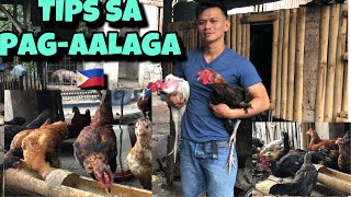 MABISANG PROTEKSYON SA SAKIT NG MANOK | PAANO MAG-ALAGA NG MANOK