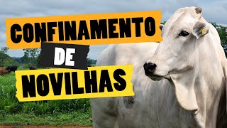 Tudo o que vc precisa saber antes de fazer confinamento de novilha #pecuaria