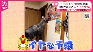 【投稿動画】リュックサックが大好きな猫　無謀なチャレンジ『every.特集』