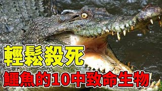 輕鬆殺死鱷魚的10中致命生物，比它小數萬倍的螞蟻竟輕鬆致命，人類見到也要繞道走【黑土日記】