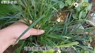 农村到处都是的牛筋草，这几个作用你知道吗？真是个宝。