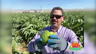 Coachella Valley Artichoke Harvest with General Manager, Adrian Zendejas.