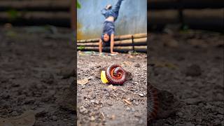 A parkour athlete is compared to Tarzan due to their ability to summon millipede #shorts #millipede