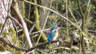 Eisvogel (Alcedo atthis) - Common Kingfisher