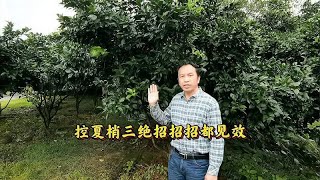 夏梢抽生引发落果，而且难以成为结果母枝，一般都无用