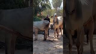 Bring 2 cows to do this, it is the need of the people