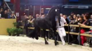 Beart 411/Stallion show Leeuwarden 2012