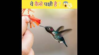 ये कैसे पक्षी हैं😱अजीबों गरीबों पक्षी Ishika facts #viral#video#its5fact#youtubeshorts#shortvideo#..