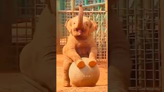 Smiti ki ball kisne li 😱😡🤦🏻🐘#trending #viral #elephant #ball