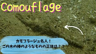 【Underwater Word PALAU】カモフラージュの名人！