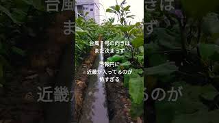 茄子作り　台風７号の影に怯え始める2023年8月12日(土) #ナス #eggplant #農業 #家庭菜園