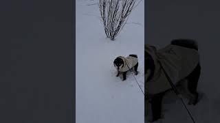 さだはると雪遊び～🎵☃️　#shorts #おもしろ動画 #dog #豆柴 #柴#雪#犬