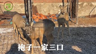 大雷家小狍子开始长茸了，二愣子的茸还被撞坏了，不成形不好看了