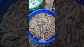 അയ്യോ ഇത്രയും വിലക്കുറവോ 🙄kollam azheekal harbour ❤️❤️❤️#fishing #crab #prawns #harbour